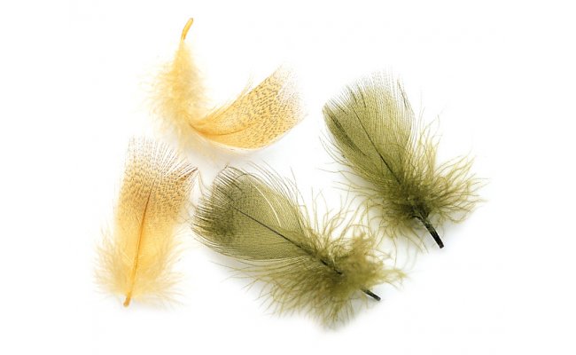 Kachna divok Veniard Mallard Duck Drake Round Breast Kachna divok Veniard Mallard Duck Drake Round Breast prodn