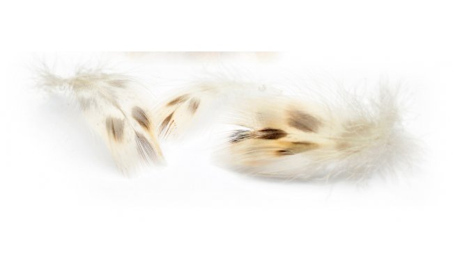 Kachna divok Veniard Mallard Duck Hen Breast Feathers Kachna divok Veniard Mallard Duck Hen Breast Feathers