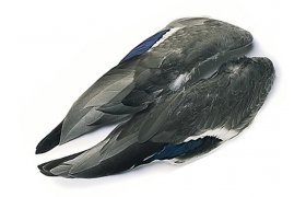 Kachna divok Veniard Mallard Duck Whole Wings Kachna divok Veniard Mallard Duck Whole Wings