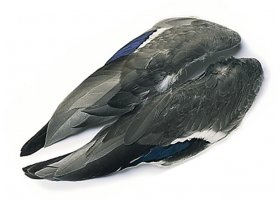 Kachna divok� Veniard Mallard Duck Whole ... Kachna divok� Veniard Mallard Duck Whole Wings