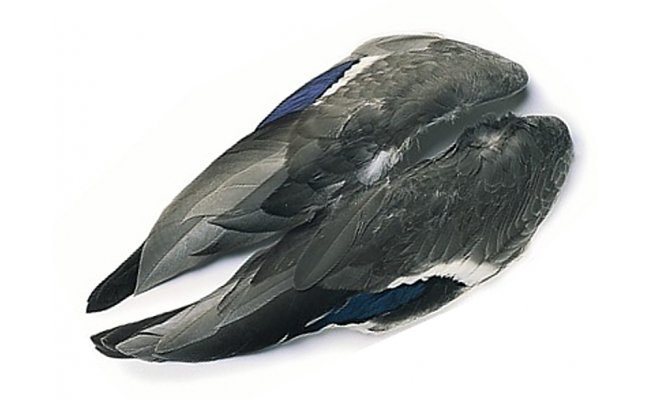 Kachna divok Veniard Mallard Duck Whole Wings Kachna divok Veniard Mallard Duck Whole Wings