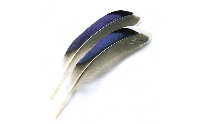 Kachna divok� Veniard Mallard Duck Wing Quills Blue Kachna divok� Veniard Mallard Duck Wing Quills Blue