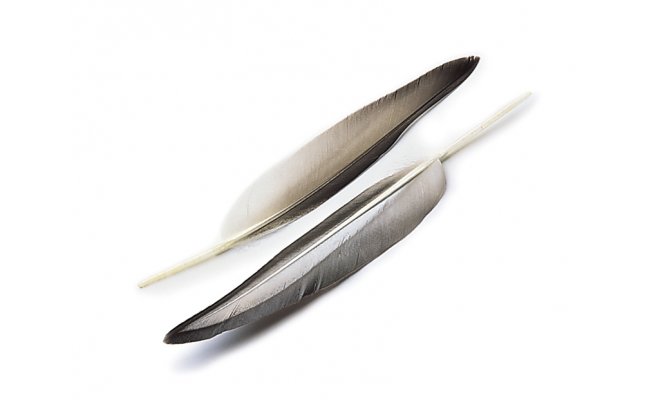 Kachna divok Veniard Mallard Duck Wing Quills Grey Kachna divok Veniard Mallard Duck Wing Quills Grey