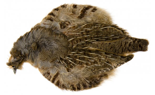 Koroptev Hends Koroptev Hends p��rodn�