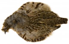 Koroptví skalp Hends