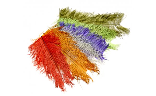 Krtk strakat ptros pe Veniard Barred Short Ostrich Krtk strakat ptros pe Veniard Barred Short Ostrich zelen