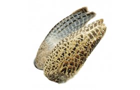 Kdla baant slepice Veniard Pheasant Hen Ringneck Whole Wings Kdla baant slepice Veniard Pheasant Hen Ringneck Whole Wings