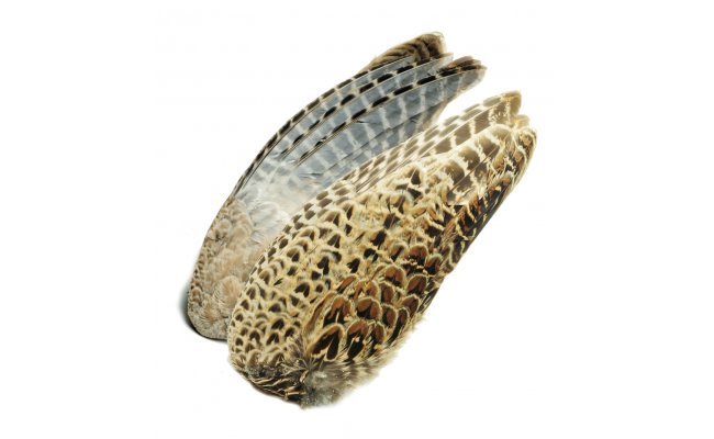 K��dla ba�ant� slepice Veniard Pheasant Hen Ringneck Whole Wings K��dla ba�ant� slepice Veniard Pheasant Hen Ringneck Whole Wings