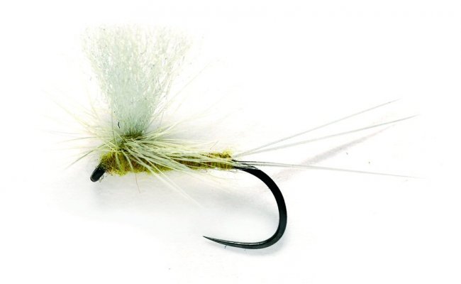 Minnikin's Paradun Olive Minnikin's Paradun Olive, vel. 17