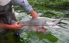 Mukask prut Alpen Nymph - v akci