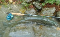 Mukask prut Alpen Nymph - v akci