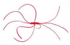 Northern Spider Red Bloodworm