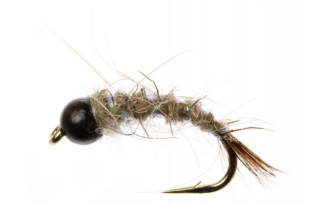 Nymfa Zaje ouko s ernou hlavikou Nymfa Zaje ouko s ernou hlavikou, vel. 12