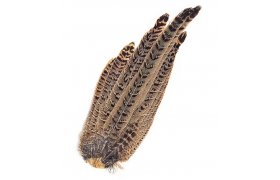 Ocas baant slepice Veniard Pheasant ... Ocas baant slepice Veniard Pheasant Hen Ringneck Complete Tail