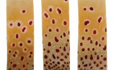 Ochrann nvleky na prsty Leichi Stripping Guards - Pstruh obecn