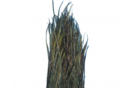 Pav pe Quill & Fly Peacock Herl Pav pe Quill & Fly Peacock Herl