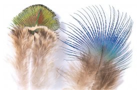 Pav pe Veniard Peacock Feathers Pav pe Veniard Peacock Feathers Gold Body