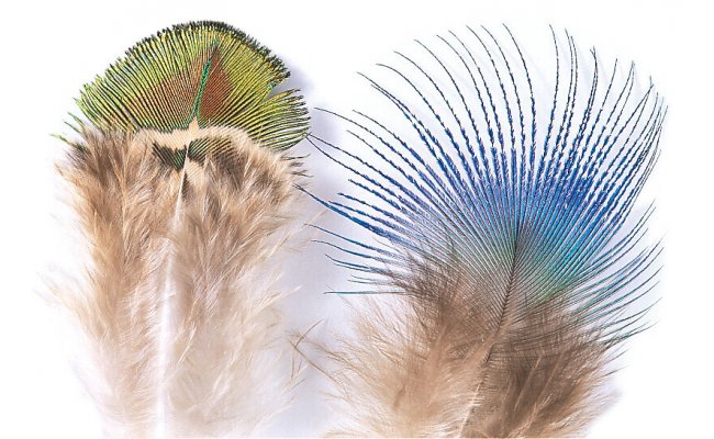 Pav pe Veniard Peacock Feathers Pav pe Veniard Peacock Feathers Gold Body