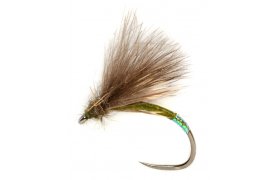 Procterv olivov CDC rozenec s perleovm tipem B/P Procterv olivov CDC rozenec s perleovm tipem B/P, vel. 14