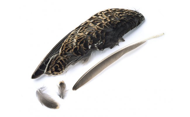 Sluka lesn� Veniard Snipe Whole Wings Sluka lesn� Veniard Snipe Whole Wings