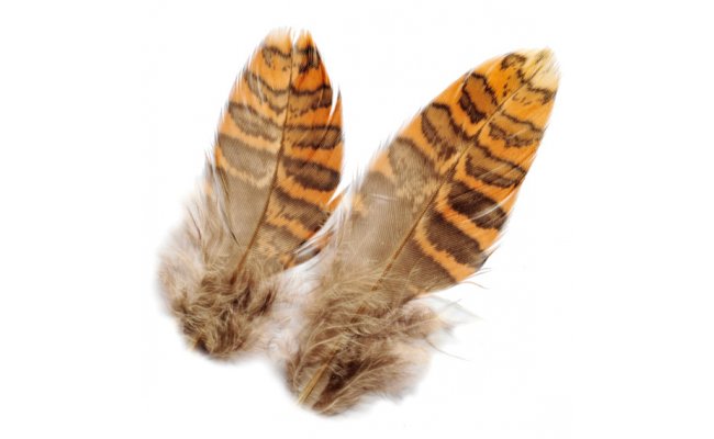 Sluka Veniard Woodcock Body Plumage Sluka Veniard Woodcock Body Plumage