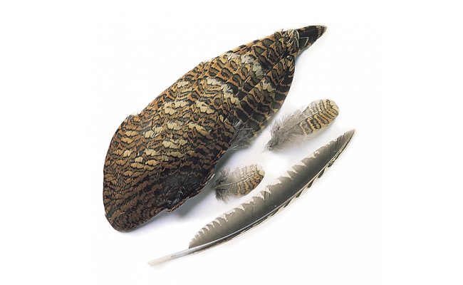 Sluka Veniard Woodcock Whole Wings Sluka Veniard Woodcock Whole Wings