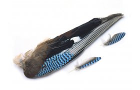 Soj kdla Veniard Jay Whole Wings Soj kdla Veniard Jay Whole Wings