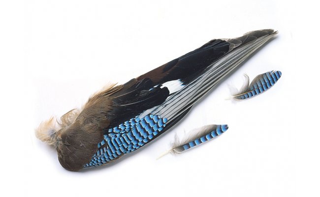 Soj kdla Veniard Jay Whole Wings Soj kdla Veniard Jay Whole Wings