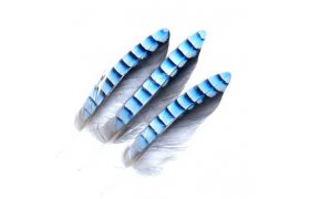 Soj prka Veniard Jay Wing Hackles Soj prka Veniard Jay Wing Hackles