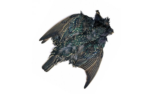 paek Veniard Starling Complete Body Skin paek Veniard Starling Complete Body Skin