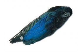 Straka kdla Veniard Magpie Whole Wings Straka kdla Veniard Magpie Whole Wings