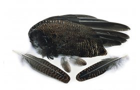 Tetev slepice cel kdla Veniard ... Tetev slepice cel kdla Veniard Grouse Whole Wings