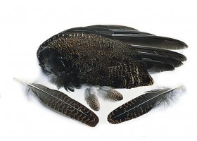 Tet�ev� slepice cel� k��dla Veniard ... Tet�ev� slepice cel� k��dla Veniard Grouse Whole Wings