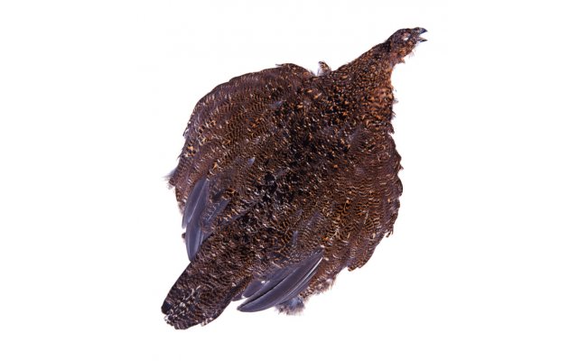 Tet�ev� slepice cel� Veniard Grouse Complete Body Skin Tet�ev� slepice cel� Veniard Grouse Complete Body Skin