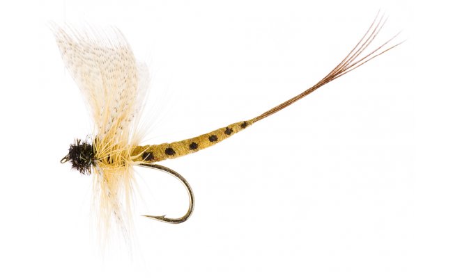 Thomas Yellow May Thomas Yellow May, vel. 10