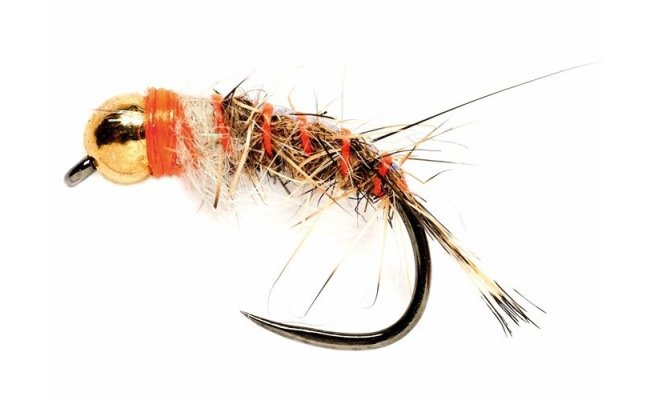 Tungstenov nymfa Zaje ouko hndo-oranov Tungstenov nymfa Zaje ouko hndo-oranov, vel. 12