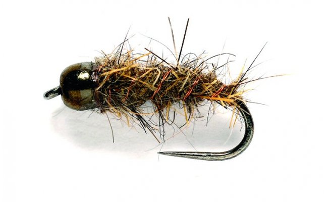 Tungstenov nymfa Zaje ouko s ernou hlavikou Tungstenov nymfa Zaje ouko s ernou hlavikou, vel. 14