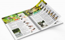 Nahldnut do knihy - erven shuttlecock & Viktorv streamer