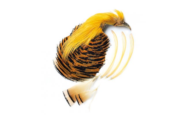 Veniard Golden Pheasant Complete Head - Ba�ant zlato�lut� Veniard Golden Pheasant Complete Head - Ba�ant zlato�lut� Kvalita 1 - p��rodn�