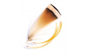 Veniard Golden Pheasant Tippet Feathers - Baant zlatolut Veniard Golden Pheasant Tippet Feathers - Baant zlatolut prodn S