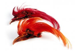 Veniard Golden Pheasant Topping Crest - Baant zlatolut Veniard Golden Pheasant Topping Crest - Baant zlatolut Kvalita 1 - prodn