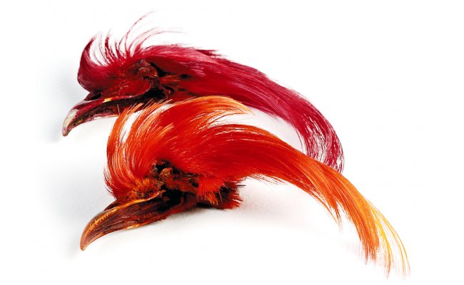 Veniard Golden Pheasant Topping Crest - Baant zlatolut Veniard Golden Pheasant Topping Crest - Baant zlatolut Kvalita 1 - prodn