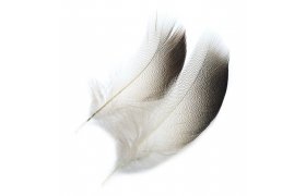 Veniard Mallard Duck Drake Bronze Should ... Veniard Mallard Duck Drake Bronze Shoulders - Kachna divok S