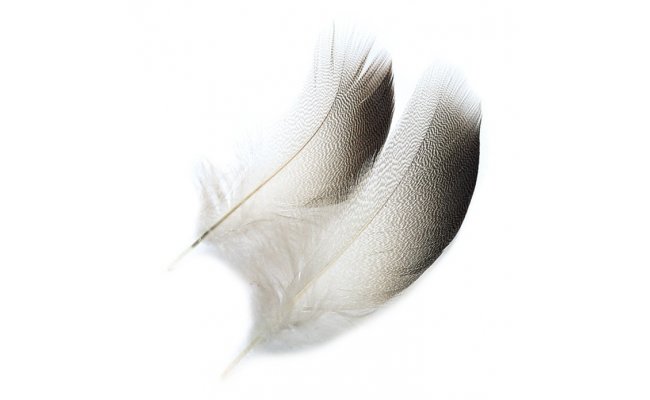 Veniard Mallard Duck Drake Bronze Shoulders - Kachna divok Veniard Mallard Duck Drake Bronze Shoulders - Kachna divok S