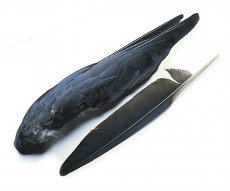 Letkov pe vrny v naem e-shopu