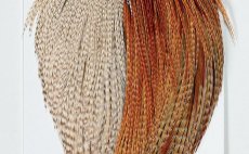 grizzly/tmav zzvorov