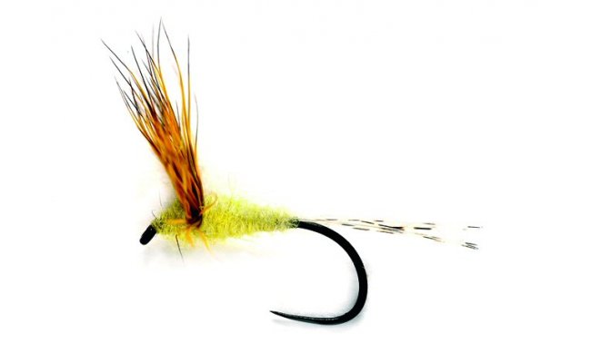 Yellow May Compara Yellow May Compara, vel. 15