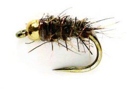 Zlatohlav mikronymfa Zaje ouko prodn Zlatohlav mikronymfa Zaje ouko prodn, vel. 20