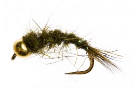 Zlatohlav nymfa Zaje ouko olivov Zlatohlav nymfa Zaje ouko olivov, vel. 12