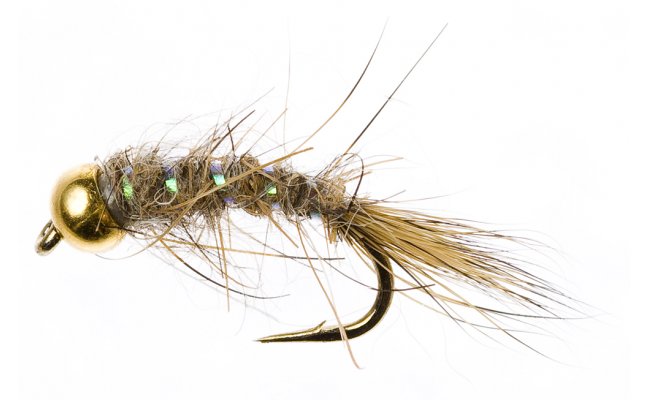 Zlatohlav nymfa Zaje ouko prodn Zlatohlav nymfa Zaje ouko prodn, vel. 12